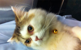 cats use felisorb cat litter